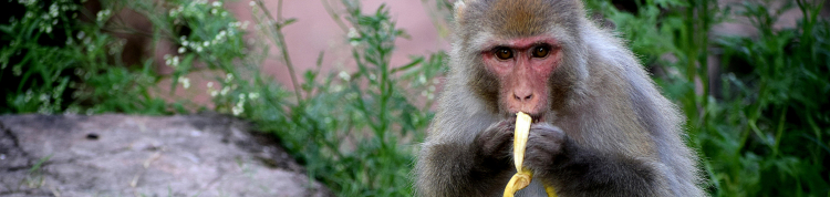 macaco comendo banana