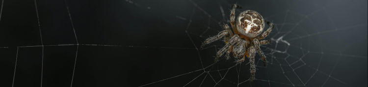 aranha