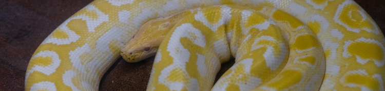 cobra