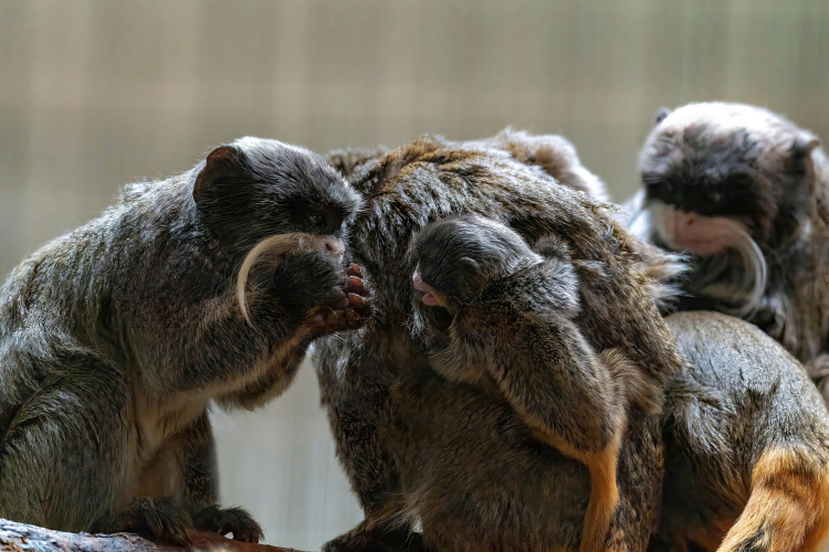 macaco sagui