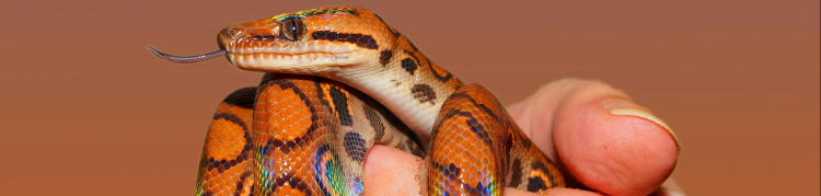 cobra
