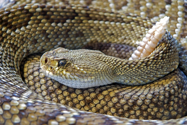 cobra cascavél