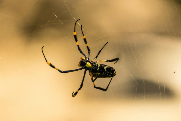 aranha