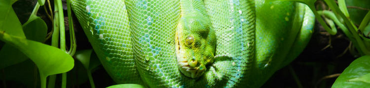 cobra