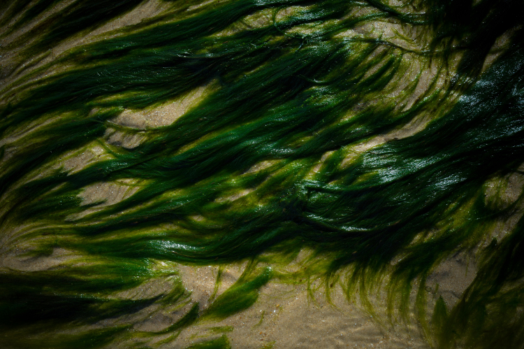 alga