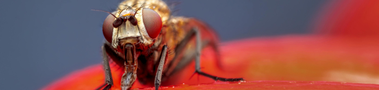 Drosophila melanogaster, mosca de fruta