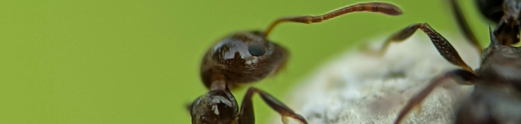 formigas fungicultoras