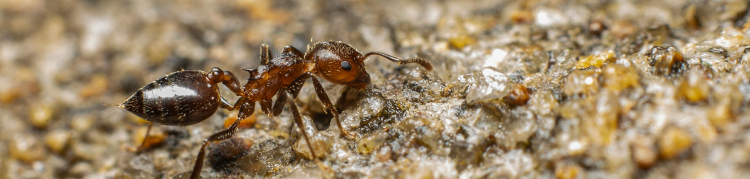 formigas fungicultoras