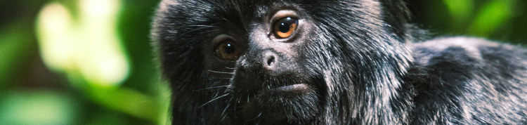 mico-leão-preto macaco