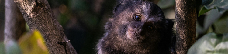mico-leão-preto macaco