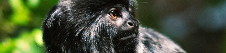 mico-leão-preto macaco