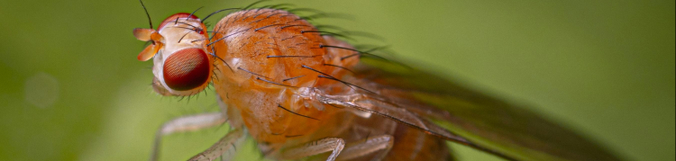 Drosophila melanogaster, mosca das frutas