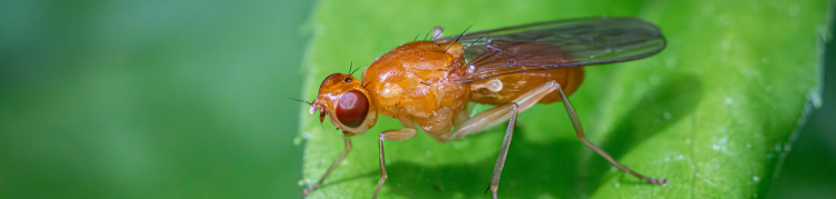 Drosophila melanogaster, mosca das frutas