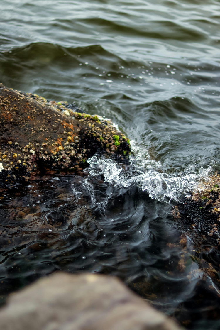 alga