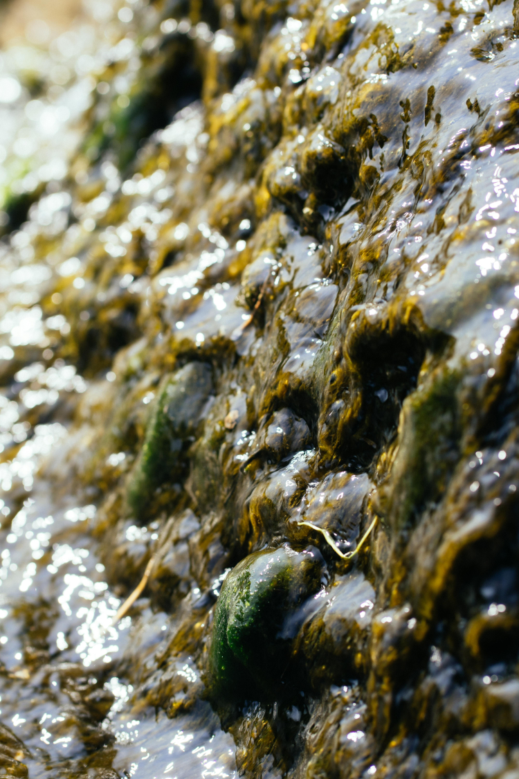alga